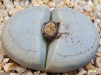 백곡옥 111-1049 리톱스/메셈