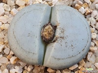 백곡옥 111-1049 리톱스/메셈