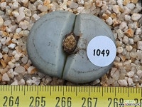 백곡옥 111-1049 리톱스/메셈