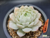오래묵어 딴딴한 휴밀리스 다육식물