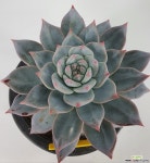 파랑새 201109-222 다육식물