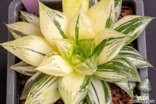 럭키 금(Lucky 錦)-10-01-No.3042 하월시아