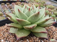 블랙슈퍼클론 411-1131 다육식물