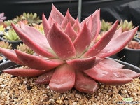 유아독존 411-1132 다육식물