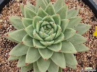 원종체리크라운 411-1133 다육식물