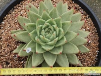 원종체리크라운 411-1133 다육식물