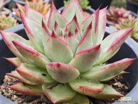 푸에블라 411-1137 다육식물