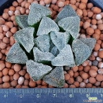 하월시아 추설 솜털이예뻐요  1178 산아래다육이 하월시아