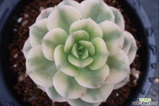 니크셔나금 다육금