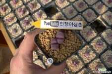 루비2두Ax1111 리톱스/메셈