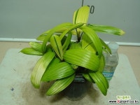 관음죽 달마 45번-암모니아제거공기정화최고식물-동일품배송 공기정화식물