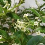 목대좋은 야래향  공기정화식물