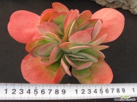 당인 1112 다육식물