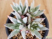 두들레야 sp 핫세이 왕목대 6219 다육식물