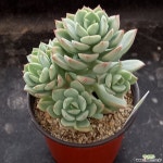 (11月)군월관26 다육식물