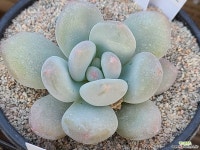 후레뉴111342 다육식물