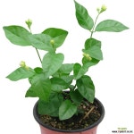 아라비안자스민(말리화) 관엽식물