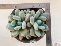 후레뉴군생6889 다육식물