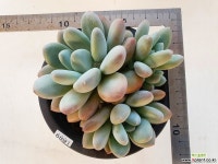 후레뉴군생6891 다육식물