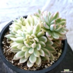 메비나금6594 다육식물