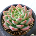 스노우클락6595 다육식물