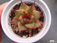 로즈팜111404 다육식물