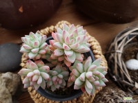 수빙11-1179 다육금