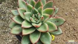 스위트퍼플11157 다육식물