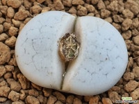 백곡옥 111-2285 리톱스/메셈