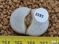 백곡옥 111-2285 리톱스/메셈