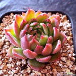 안젤라6721 다육식물