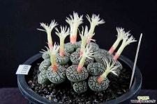 4811-C.wittebergense RR714  위트버젠스군생 코노피튬