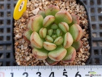 아담1115 다육식물