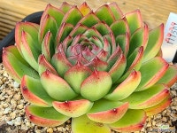 에케문스톤111501 다육식물