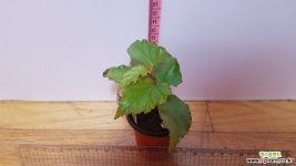 베고니아운둘라타433-3상 관엽식물