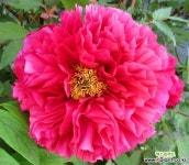 목단(모란) 화왕 1지 포트 (농장에서 직접배송) 조경수