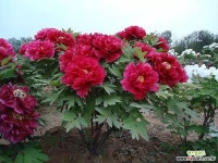 목단(모란) 화왕 1지 포트 (농장에서 직접배송) 조경수