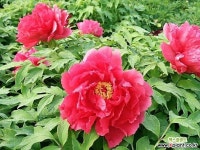 목단(모란) 욱항 1지 포트 (농장에서 직접배송) 조경수