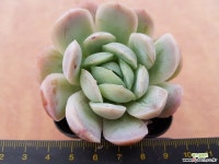 오리지날레몬베리0756 다육식물