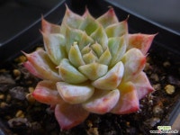 무아레 1116-113 다육식물