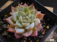 무아레 1116-113 다육식물