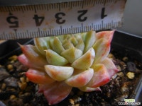 무아레 1116-113 다육식물