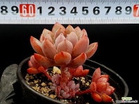 퍼플드림 12-125 다육식물