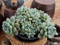 라울11-1136 다육식물