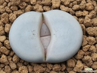 백곡옥 리톱스 111-1377 리톱스/메셈