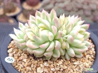 메비나금 다육식물