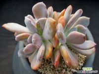 신데렐라 11-502 다육식물