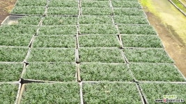 풍성한 애란 포트 24 개 (농장에서 바로배송) - 관상용 / 조경용 / 정원식수용 / 반려식물 - 꽃보러가자 조경수