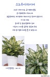 (마음플랜트) 스노우사파이어 중품 - 실내 공기정화 인테리어 베란다 정원 조경 화분 공기정화식물