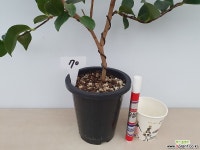 사상가동백(꽃대수형/70)-동일품배송 야생화